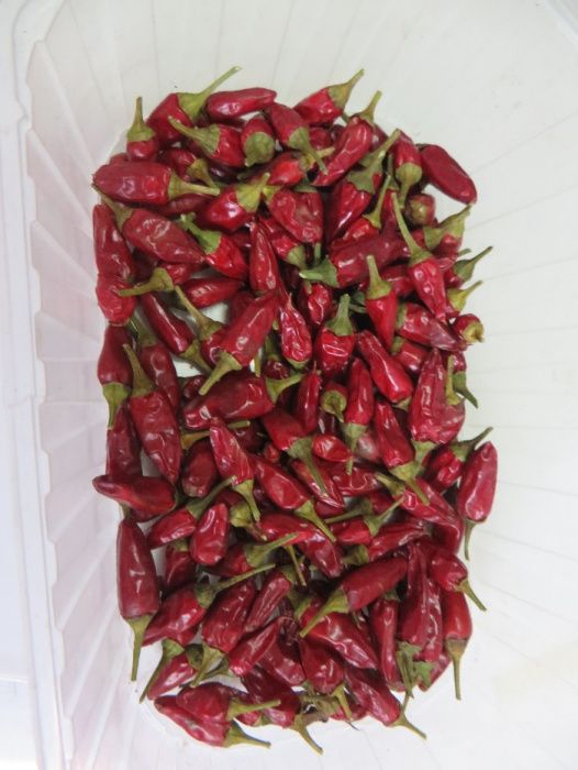 Sementes de Pimenta Tabasco (Capsicum frutescens) - 10 sementes