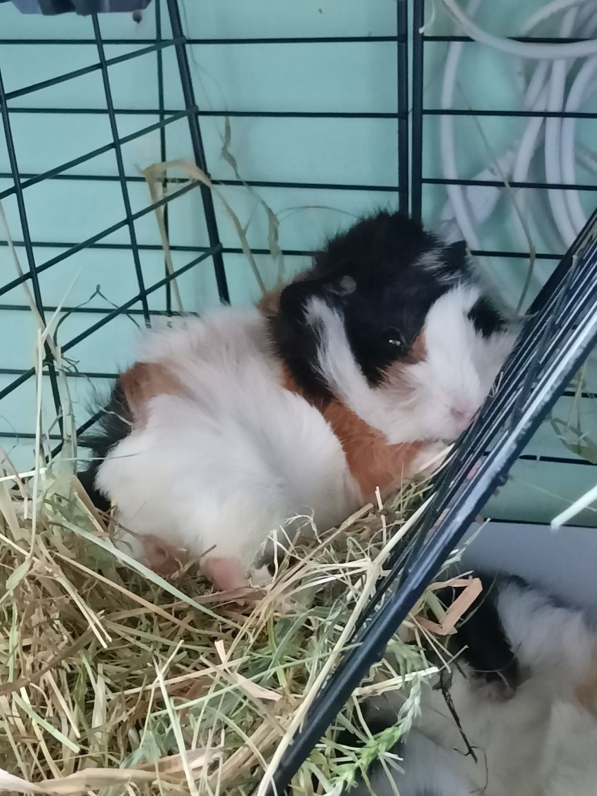 Oddam za darmo trzy świnki morskie