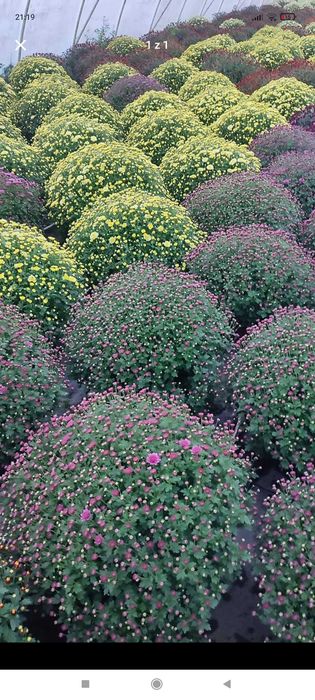 Chryzantemy drobnokwiatowe