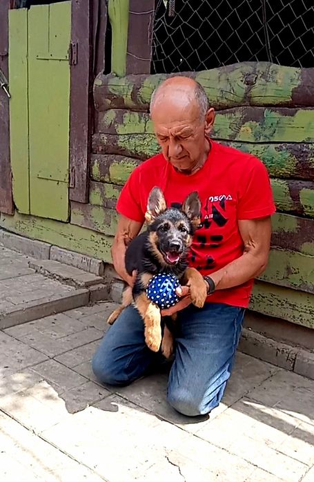 Две роскошные суки из питомника по 2,5 мес.