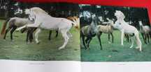Arte Equestre: Cavalo Lusitano - O Filho do Vento, livro 1993