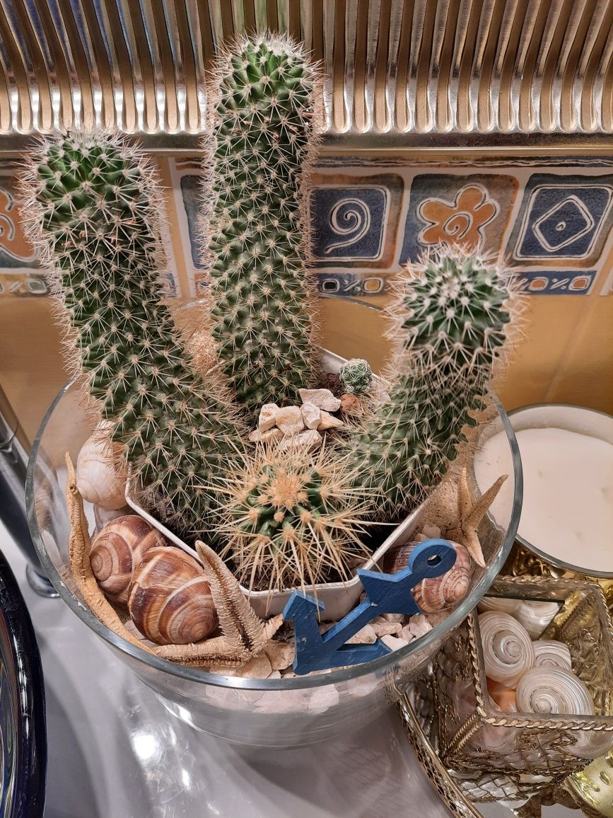 Kaktusy w plastikowej osłonce