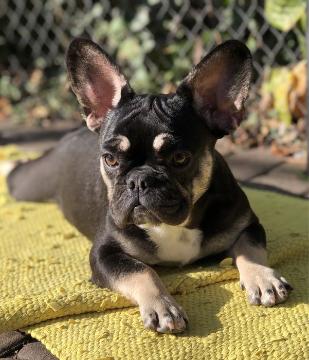 Французський бульдог