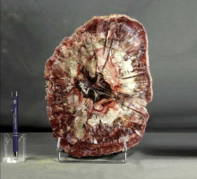 Vendo incrível Madeira Fossilizada