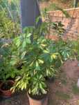 Planta Schefflera Arboricola com 125cm (inclui vaso)