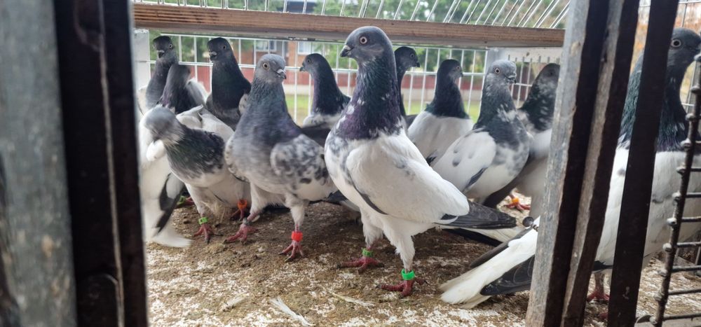 Budapeszty końcate gołębie budapeszt samiec samica