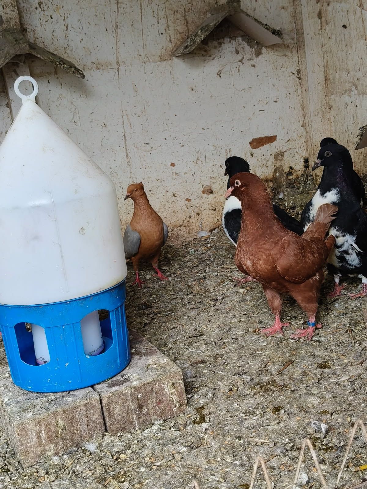 Gile, Rysie, ryś,gil