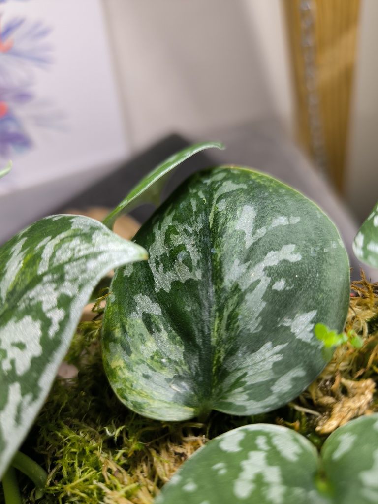 Scindapsus Pictus regress variegata scyndapsus