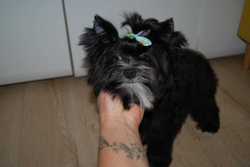 Cudo  black york