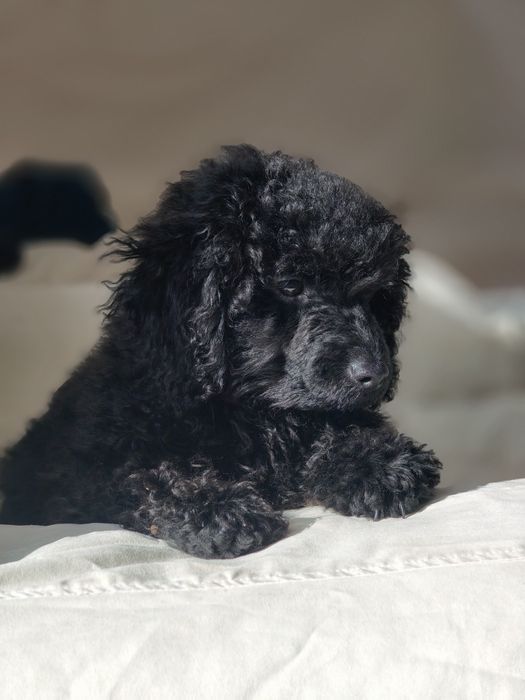 Pudel miniatura. Pies.