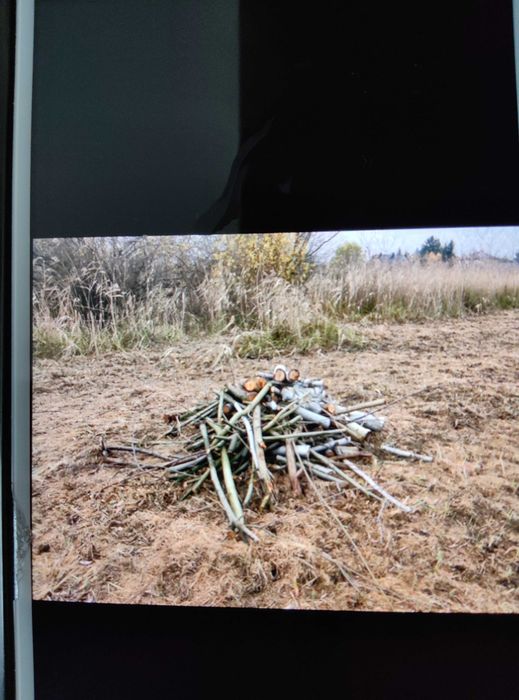Drzewo na opał po wycince, różnego rodzaju orzech,wierzba, akacja