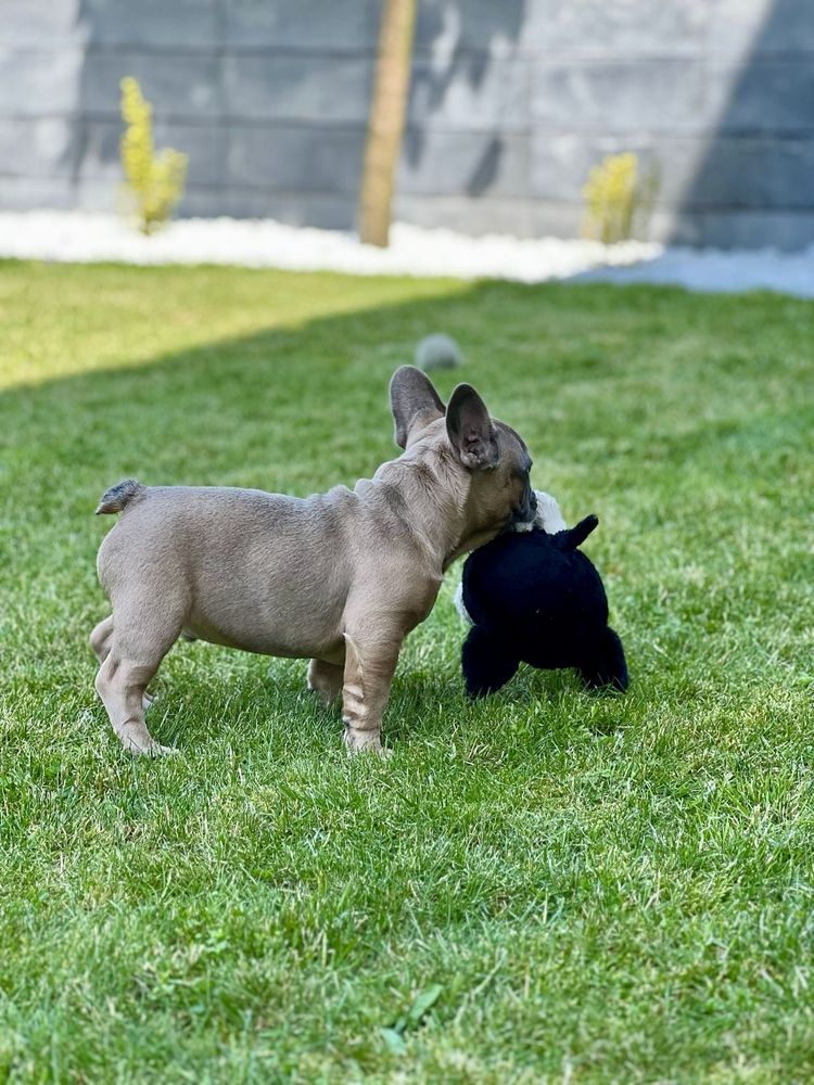 Śliczny buldog francuski