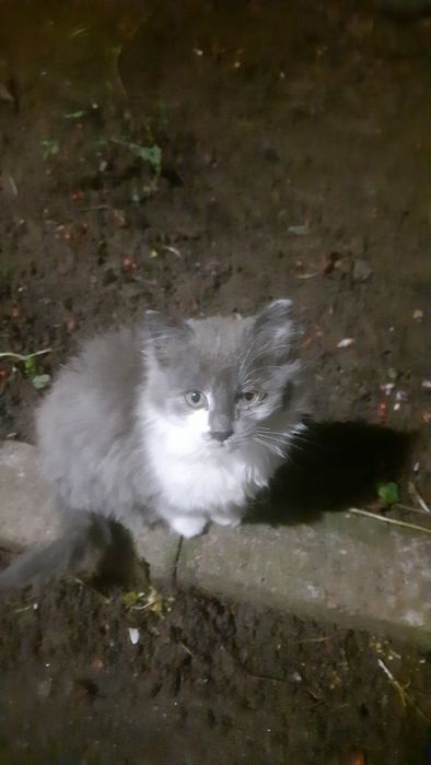 Кошенята рвуться до вас