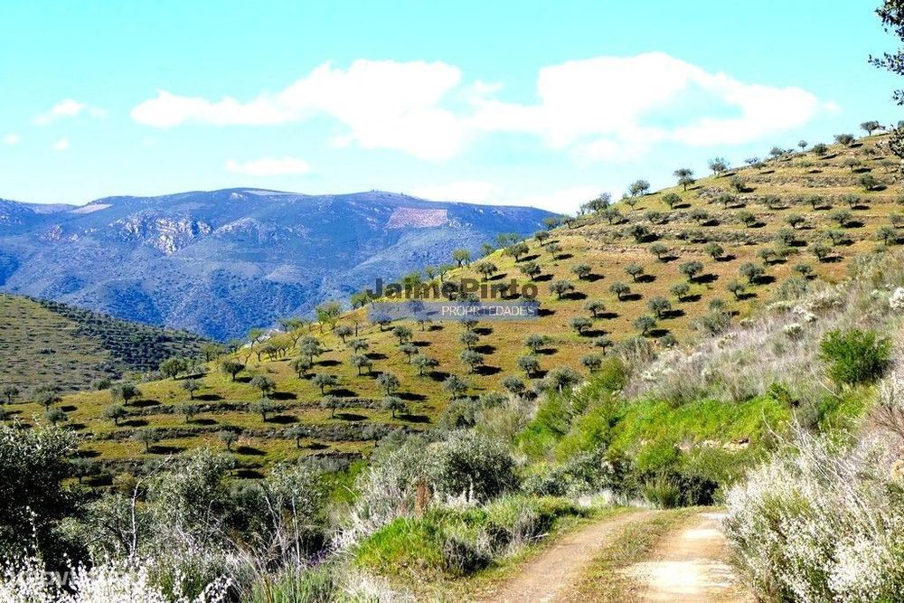 Olival 95.000m2, 980 oliveiras. Portugal, F. C. Rodrigo, Barca DAlva.