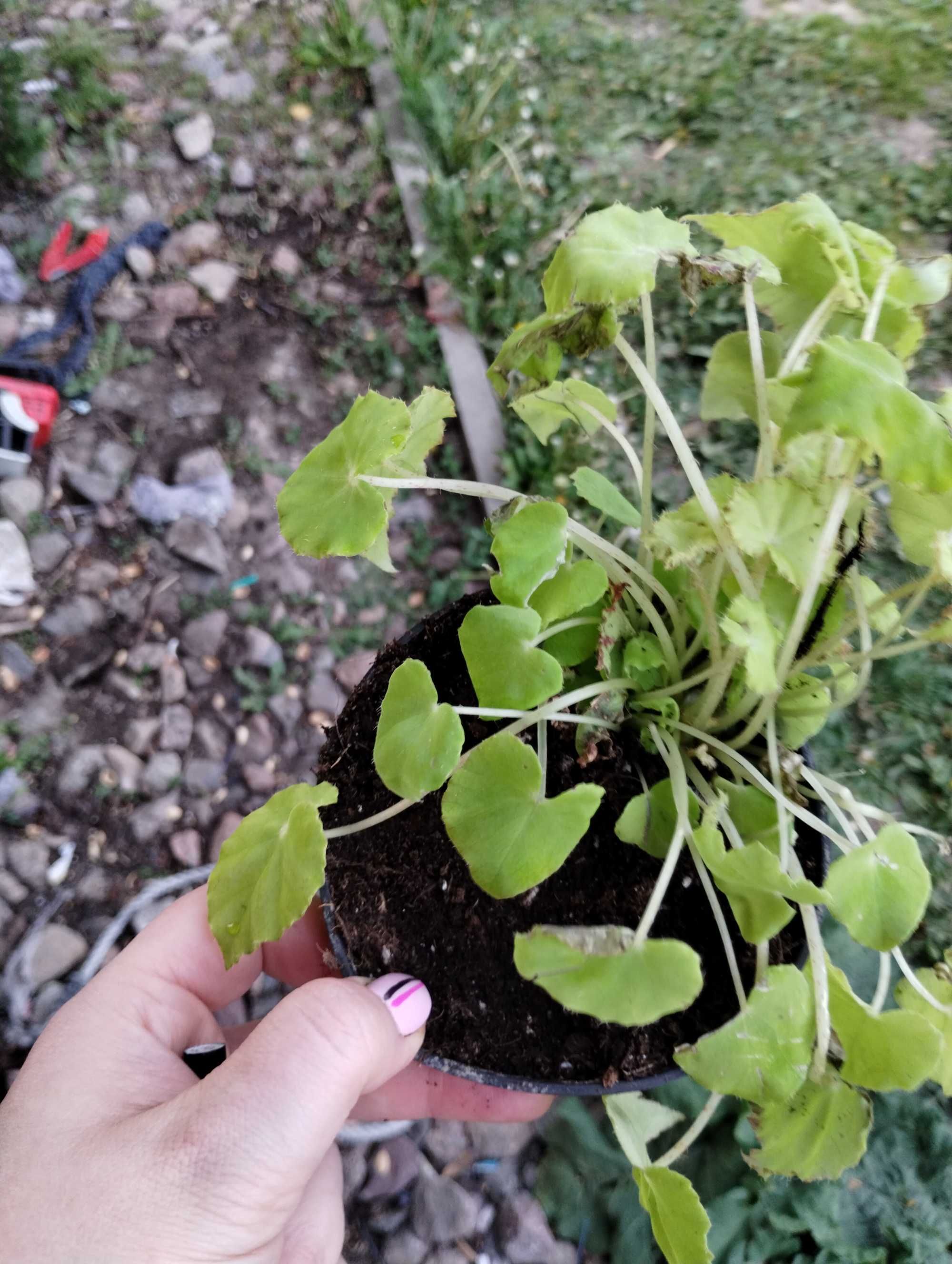 begonia limonkowe liście LEMON LIME