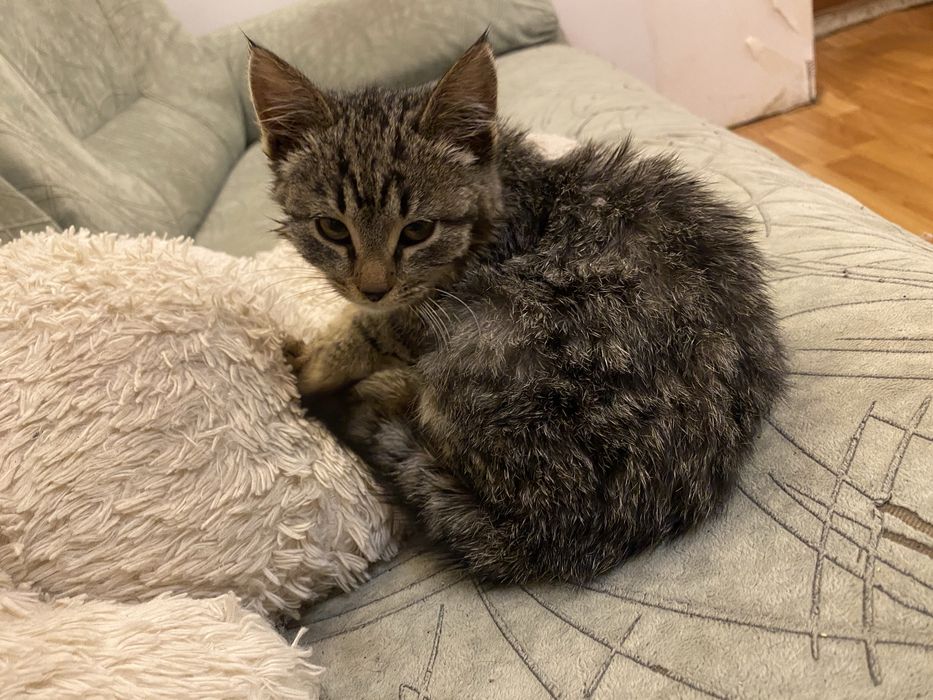 Котенок бесплатно