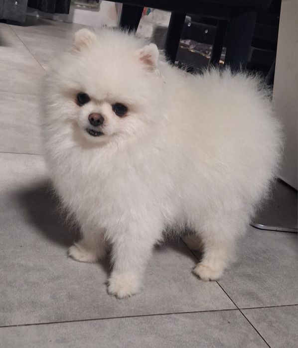Szpic miniaturowy pomeranian sunia maluka