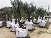 oliveiras novas jardim