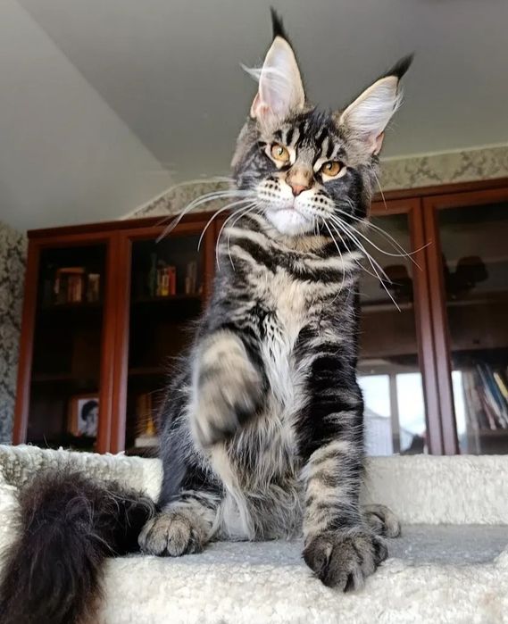 Малыши мейн-кун с документами