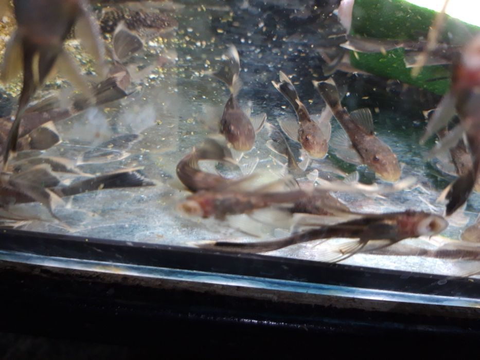 SUPER CENA Zbrojniki glonojad ancistrus green dragon LF ZIELONY SMOK