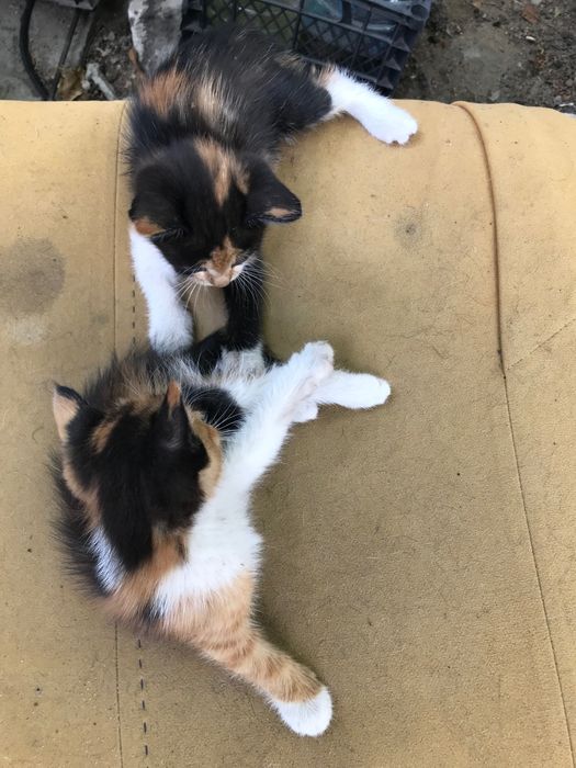 Подарю кошенят в добрі руки