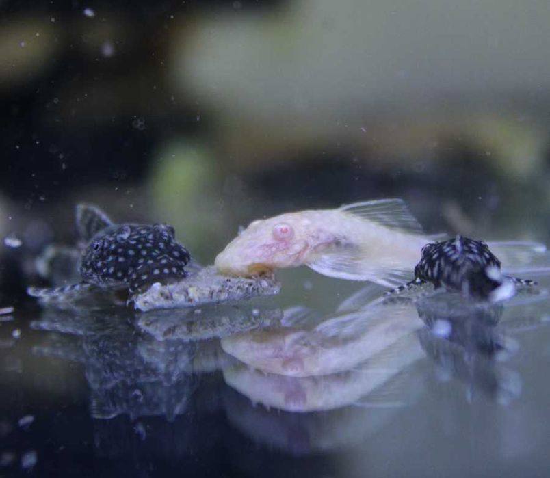 Ancistrus SP 4cm