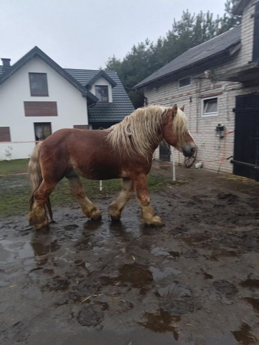 Sprzedam ogiera sokólskiego