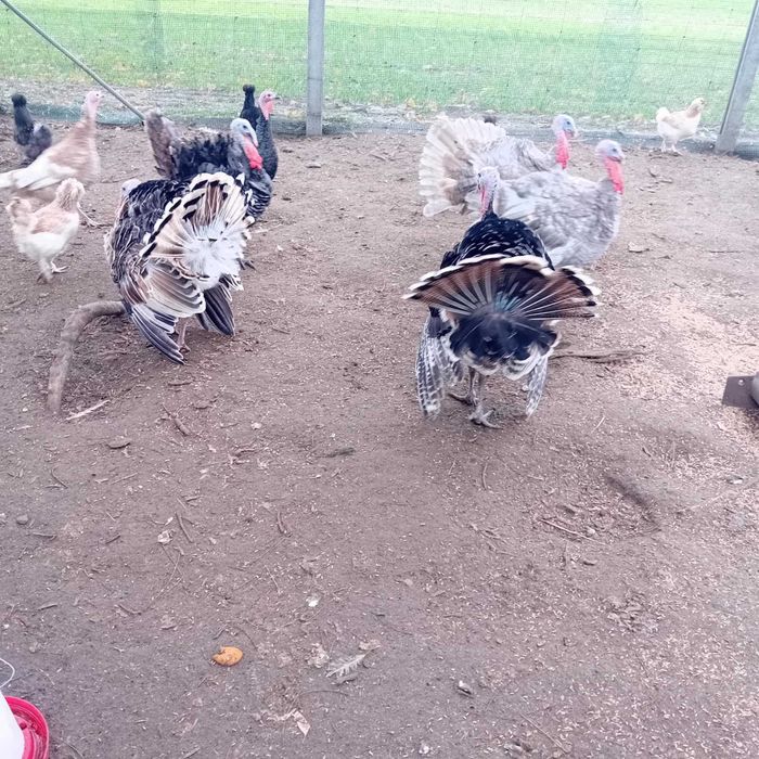 Sprzedam indyki tegoroczne