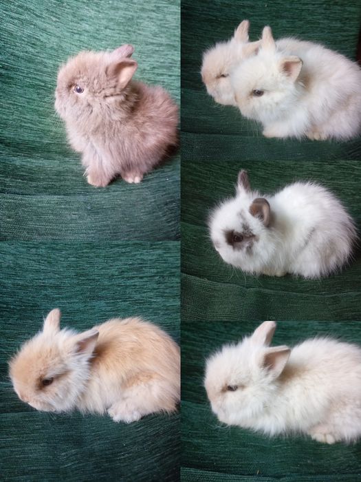 Króliczki mini lopy i karzełki Teddy