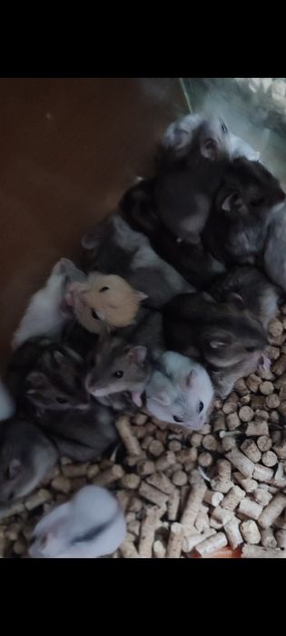 Джунгарские и стандарт хомячки