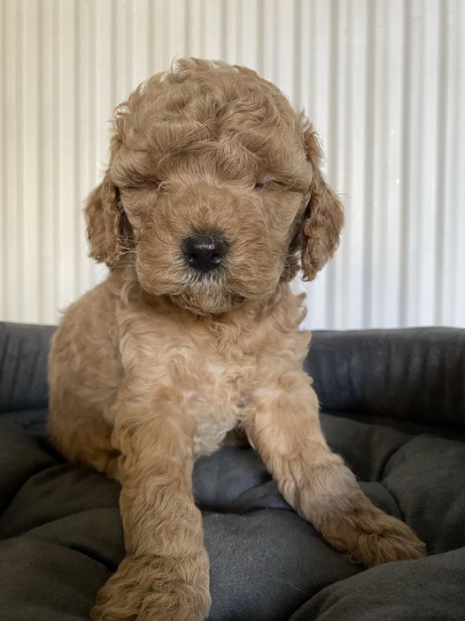 Cavapoo F1B Arya Cavapoo&Pudel Miniaturowy