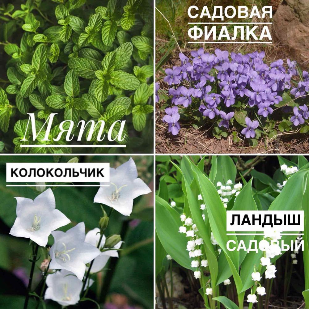 Эхмея, Юкка, гузмания , аглаонема и др