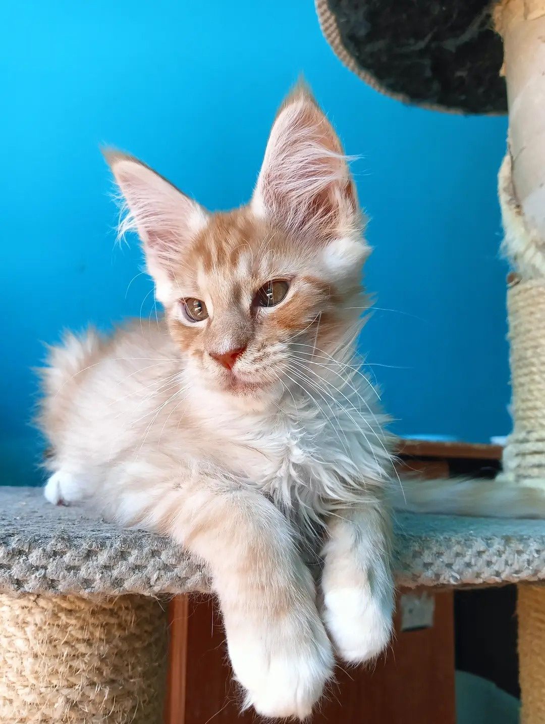 Maine coon przesłodki towarzyski rudy srebrzysty kocurek rodowód FPL