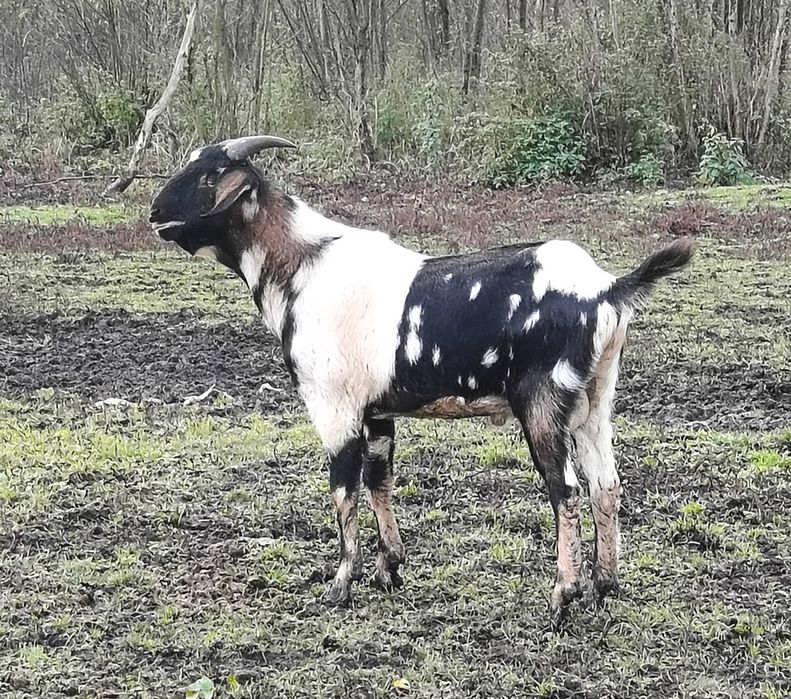 Kozioł anglonubijski
