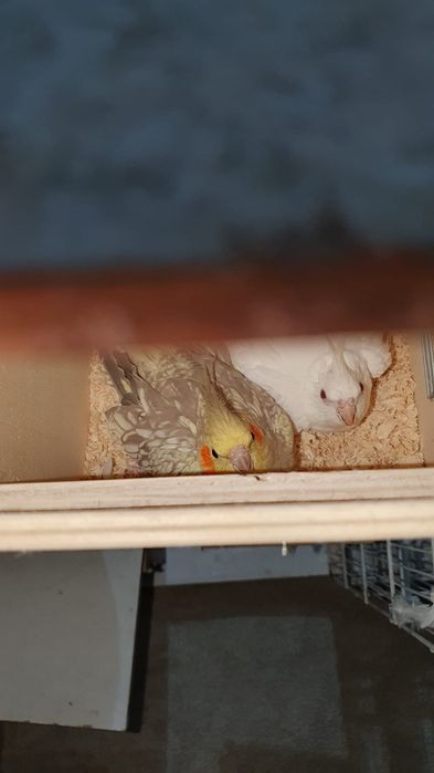 Vendo casais de caturras reprodutores