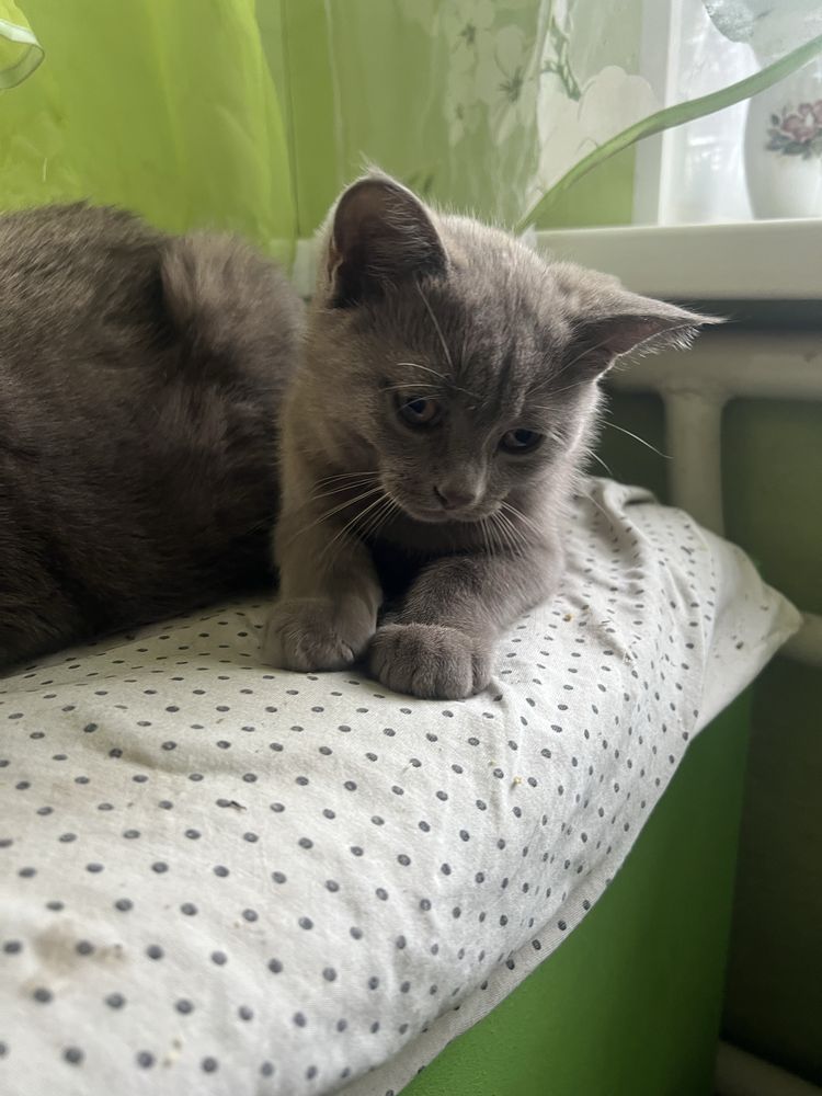 Котенок в хорошие руки бесплатно