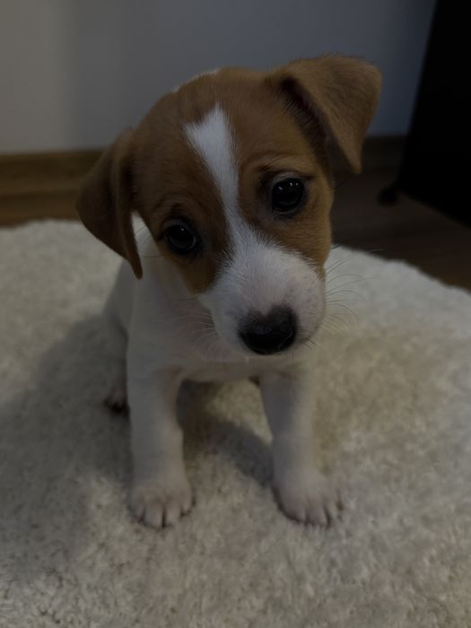 Готуються до продажу цуценята Джек рассел