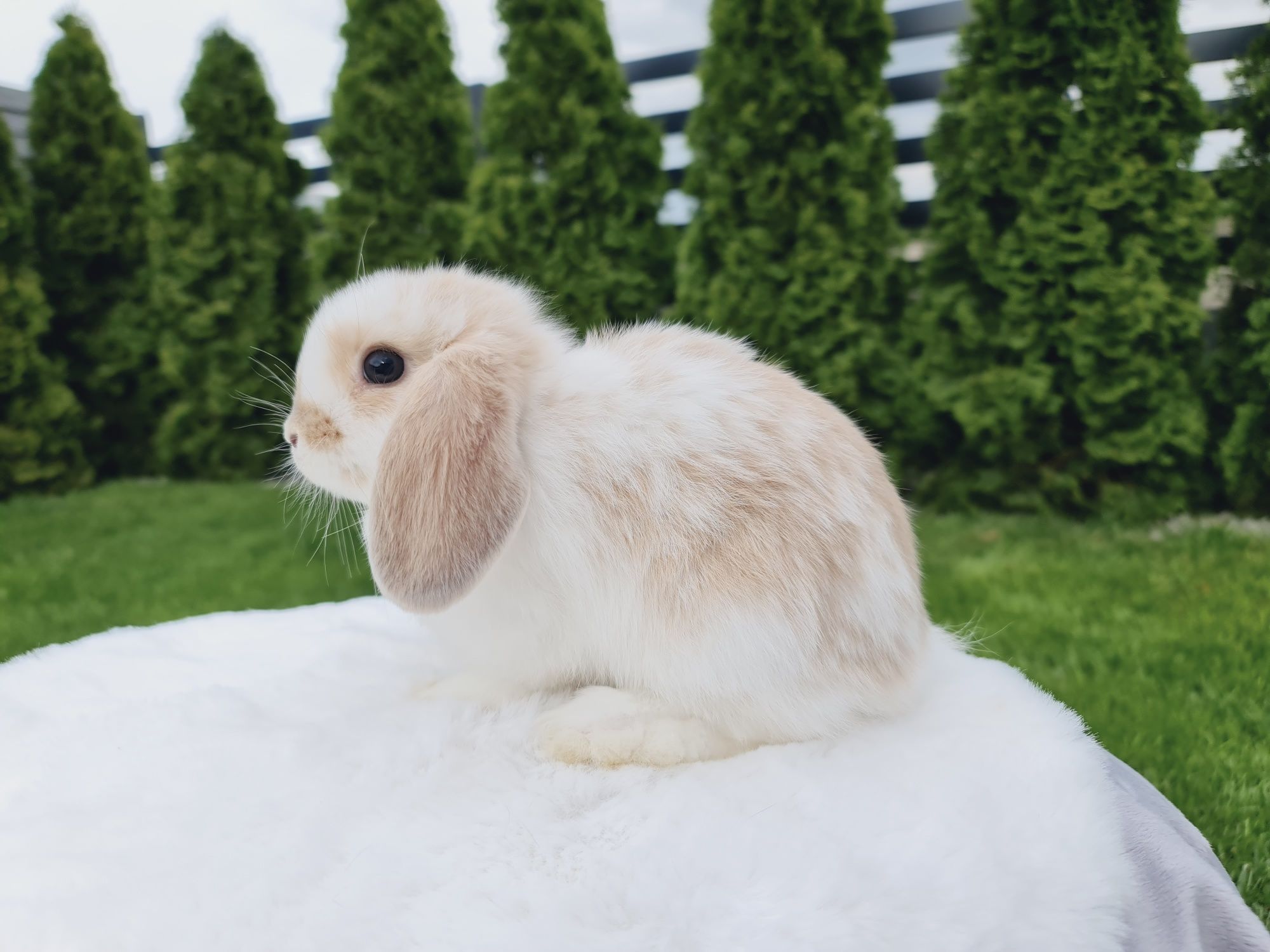 Mini lop królik króliczek miniaturka samiczka hodowla czip