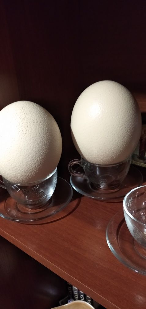 Яйца страусиные-пустые