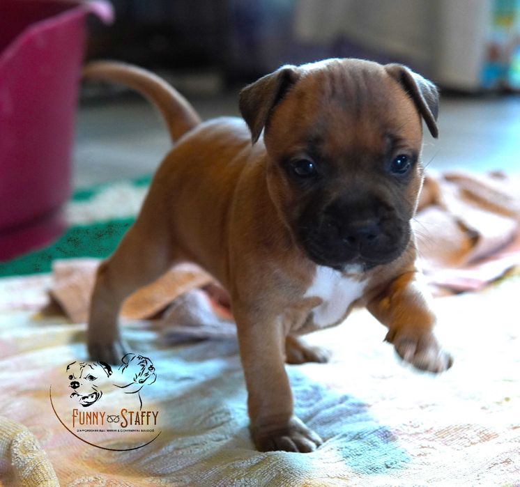 Staffordshire Bull Terrier - suczka