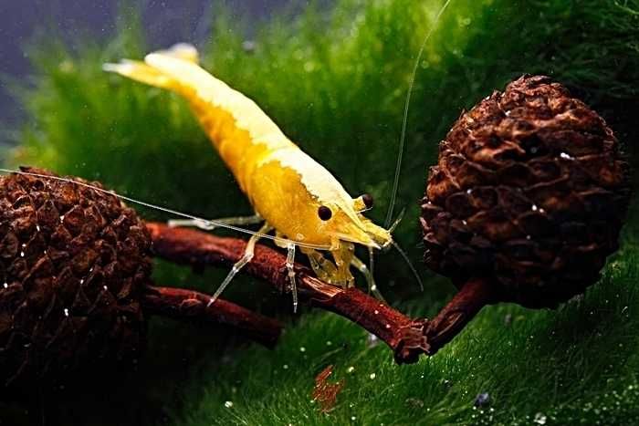 Krewetka YELLOW FIRE - Neocaridina - Caridina - dowóz, wysyłka