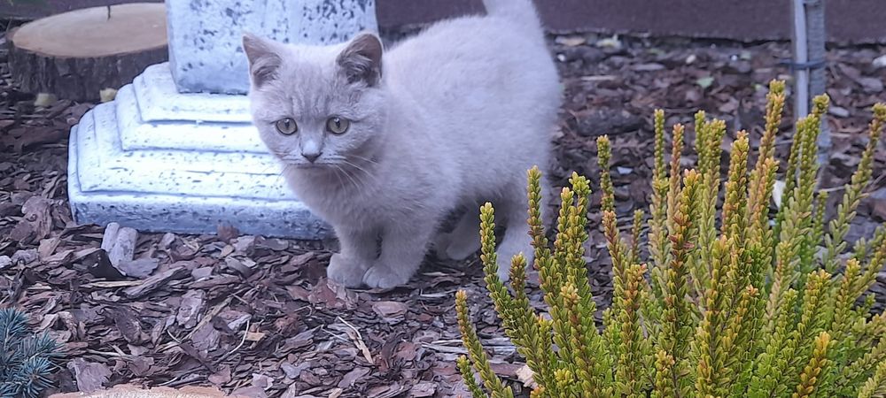 Kot Brytyjski Niebieski