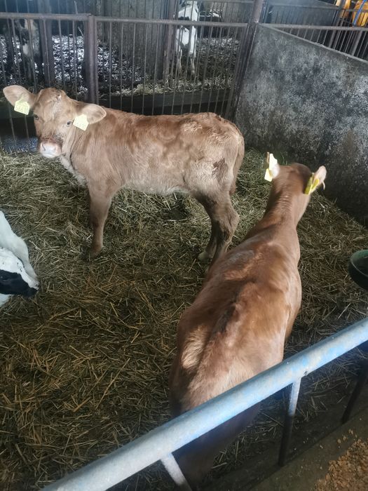 Jałóweczki mięsne i hf że zdjęcia 3 tygodniowe mięsne