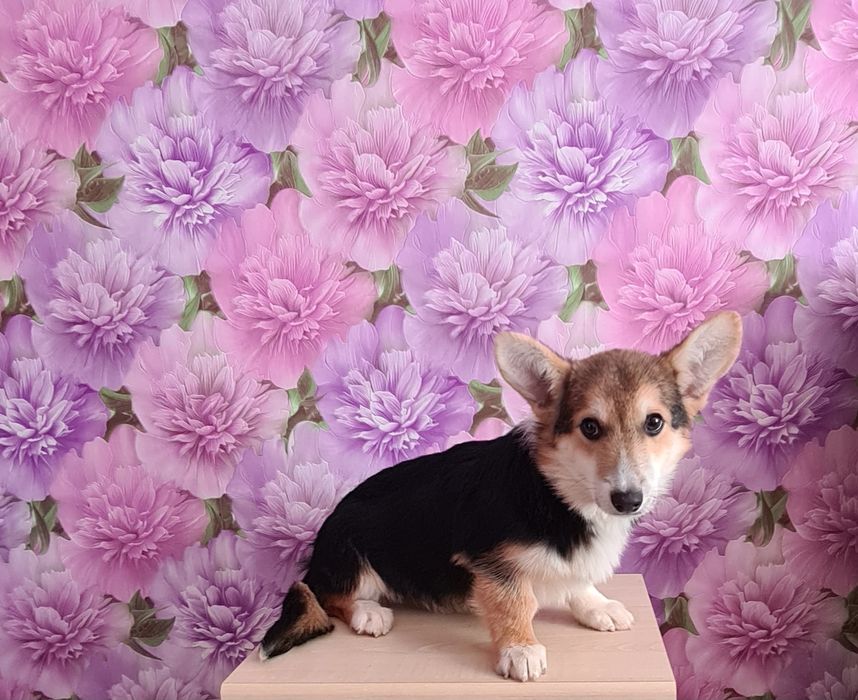 Щенок корги мальчик