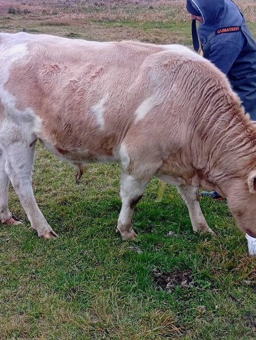 Продам бичка. Бички