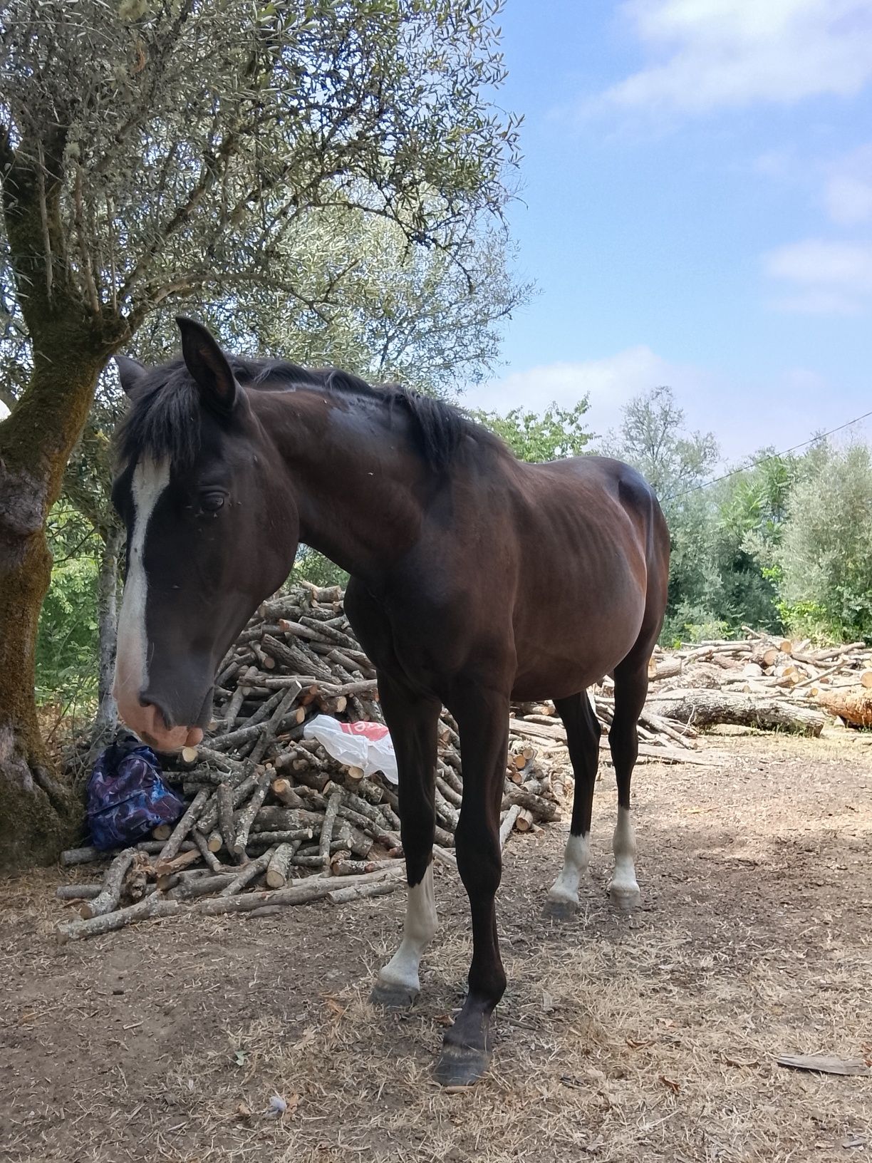Poldro Lusitano Preto