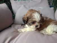 Szczeniaki shih tzu
