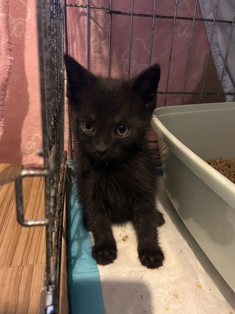 WĘGIELEK i KOKSIK - młode kocurki do adopcji