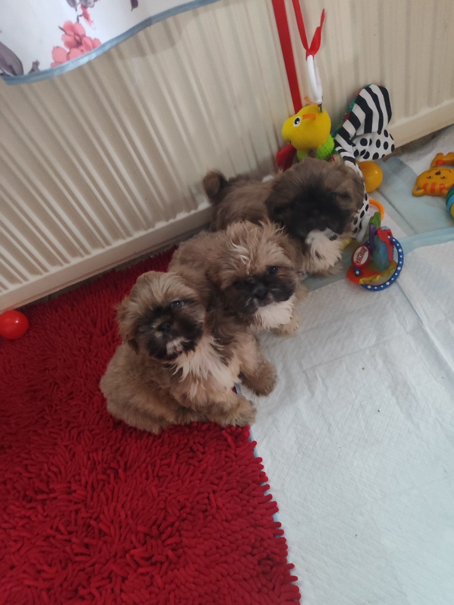 Shih tzu szczeniaczek