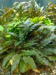 Plantas de aquário